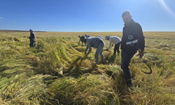 Diyarbakır’da 6 yıl nadasla yetişen özel pirinç dikkat çekiyor