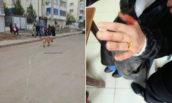 Diyarbakır’da başıboş köpek saldırısı: 2 yaralı