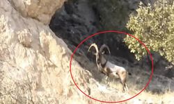 Diyarbakır’da koruma altındaki keçiler görüntülendi