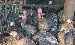 Diyarbakır’da yılbaşı öncesi hindi pazarı hareketliliği