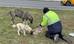 Diyarbakırlı vatandaştan sokak hayvanlarına büyük fedakarlık