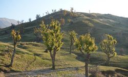 Kış ortasında bahar havası: Ağaçlar yeniden yeşerdi