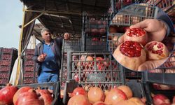 Kuraklık Zivzik narını vurdu: Verim yarı yarıya düştü