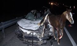 Milyonluk atlar firar etti, karayolunda telef oldu
