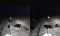Diyarbakır’da aç kalan yaban hayvanları ilçe merkezlerine indi