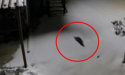 Diyarbakır’da aç Kaya Sansarı evlerin yanına indi