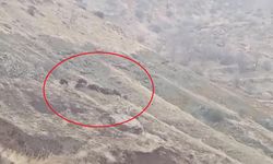 Diyarbakır’da domuz sürüsü yerleşim alanına kadar indi