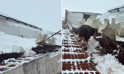 Diyarbakır’da ahır çatısı çöktü, 11 hayvan telef oldu