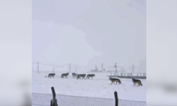 Diyarbakır’da kar sonrası kurtlar yerleşim alanlarına indi
