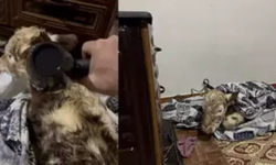 Diyarbakır’da kış manzaraları: Buzağı sobayla ısıtıldı