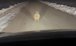 Diyarbakır’da kurt mahalleye indi