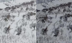 Diyarbakır'da kurt sürüsü yerleşim yerlerine indi