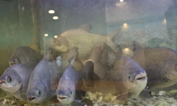 Diyarbakır’da piranalar kelle paça ile besleniyor