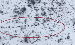 Diyarbakır'da yaban domuzları sürü halinde görüntülendi