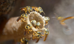 Dünyada bir ilk: İğnesiz arılara yasal hak