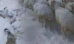 Van’da çığ felaketi: 100’den fazla küçükbaş telef oldu