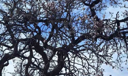 Diyarbakır’a bahar erken geldi: Badem çiçek açtı