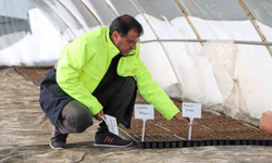 Diyarbakır’da çiftçilere ücretsiz fide desteği