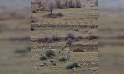 Diyarbakır’da domuz sürüsü mahalleye girdi