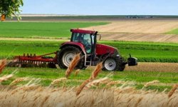 Güneydoğu'da hububattan mercimeğe geçiş: Diyarbakırlı çiftçinin gözdesi