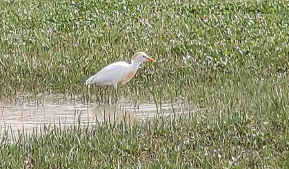 Ağrı’da ender rastlanan kuş görüldü