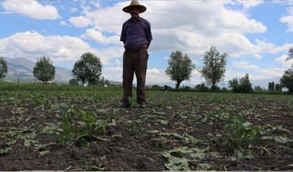 Erzincan'da pancar tarlalarında gece nöbeti başladı