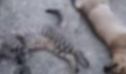 Hakkari’de 18 sokak hayvanı zehirlenerek öldürüldü