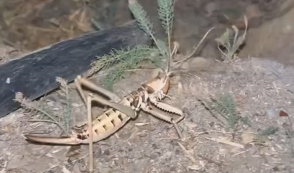 Tarlada dev çekirge alarmı