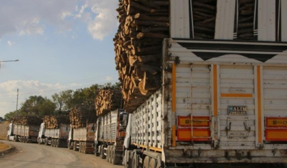 Şırnak'ta asırlık ağaç kıyımına tepki: Baro suç duyurusunda bulundu