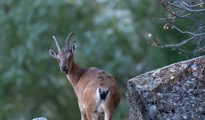 Koruma altındaki dağ keçileri drone ile görüntülendi
