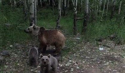 Ayıların doğal halleri kamerada: Kimi izledi, kimi kaçtı