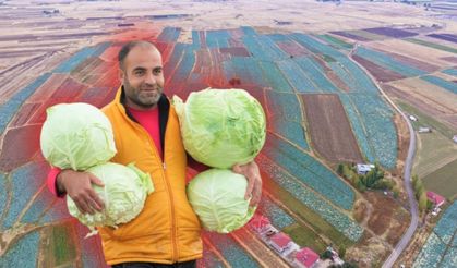 Muş Ovası’nda lahana bereketi: Hedef 150 milyon