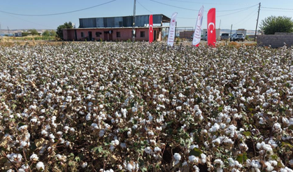 Pamuk hasadı başladı: Rekolte 23 bin 500 ton