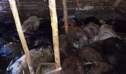 Yıldırım 45 küçükbaşı telef etti