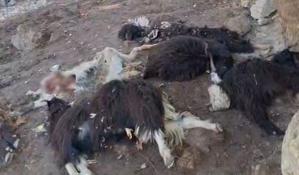 Batman’da kurtlar saldırdı: 10 keçi telef oldu