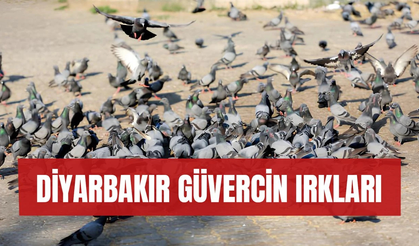 Diyarbakır güvercin ırkları nelerdir? 2025 fiyatları ve mezatı