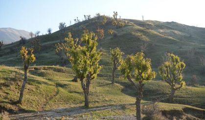 Kış ortasında bahar havası: Ağaçlar yeniden yeşerdi