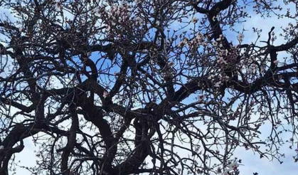 Diyarbakır’a bahar erken geldi: Badem çiçek açtı