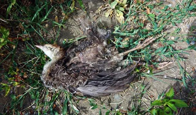 Dicle Nehri’nde toplu hayvan ölümleri endişe yaratıyor
