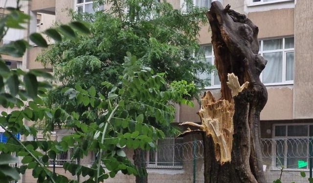 Diyarbakır'da çıkan fırtına ağaçları devirdi