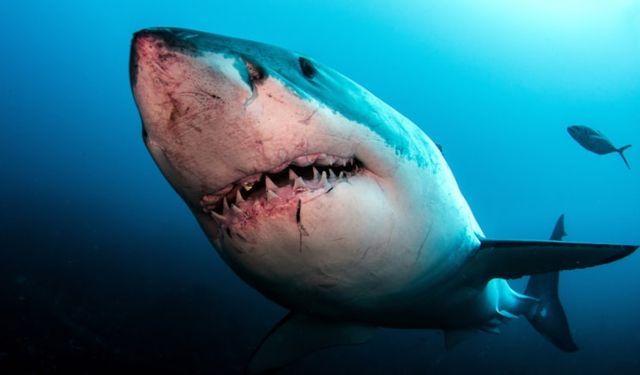 Köpek balığı sayıları neden artış gösterdi?