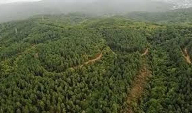 Şanlıurfa’da ormanlıklara giriş yasaklandı