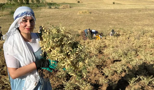 Yüksekovalı kadınlar sezonun ilk nohut hasadını elleriyle gerçekleştirdi