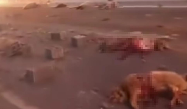 Kamyonet sürüye çarptı 37 koyun telef oldu