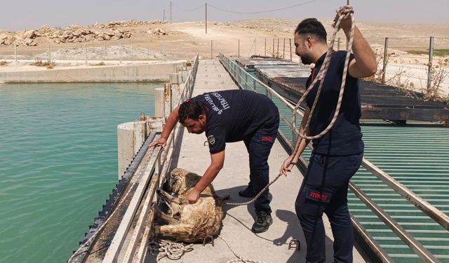 Şanlıurfa'da sulama kanalına düşen köpek kurtarıldı
