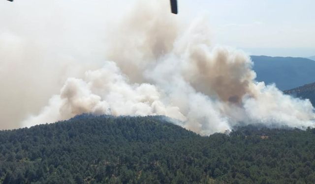 Sinop’ta orman yangını: Havadan ve karadan müdahale sürüyor