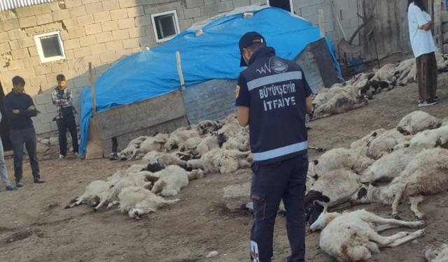Van’da kurt dehşeti: 111 koyun telef oldu