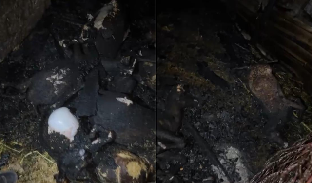 Alevler ahırı sardı 7 hayvan telef oldu