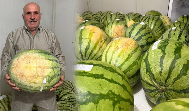 Diyarbakır karpuz yarışması için hazır