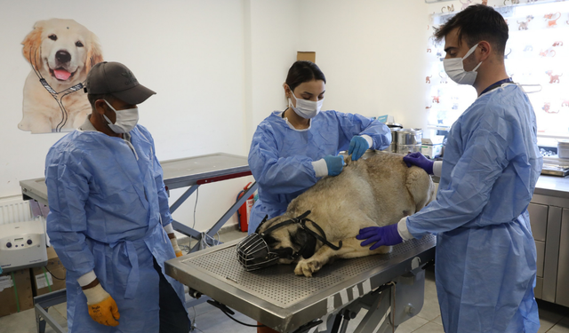 Diyarbakır’da uyuz alarmı: 50 köpek tedaviye alındı